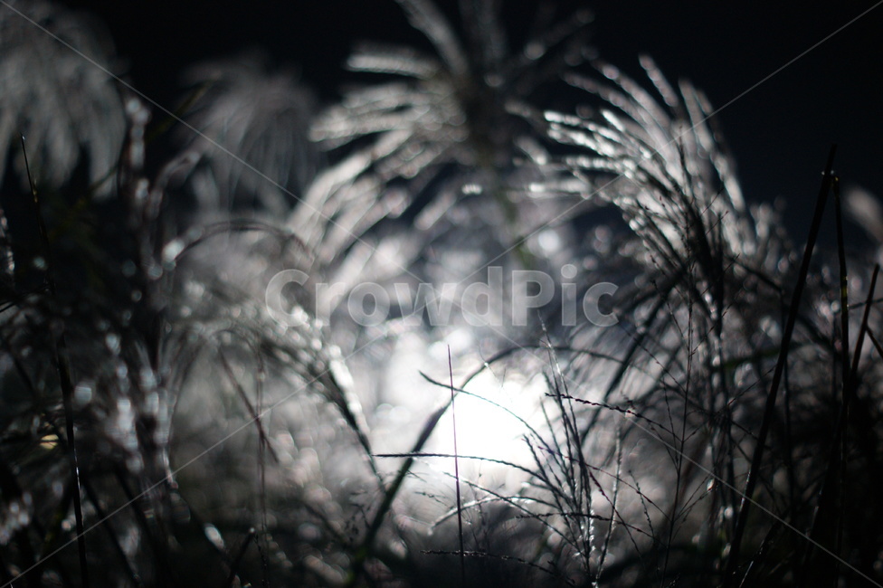 억새,밤,갈대,억새축제,클로즈업,분위기,식물,자연,plants,nature