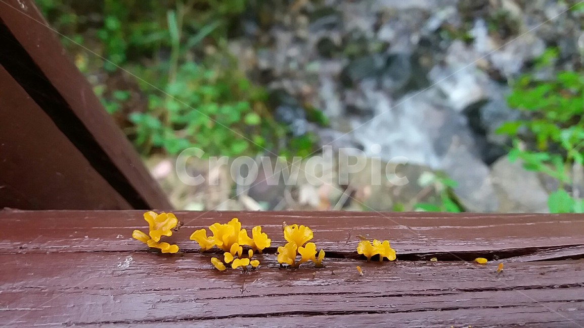 버섯,산책길,자연,9월,노란색,버섯,mushroom