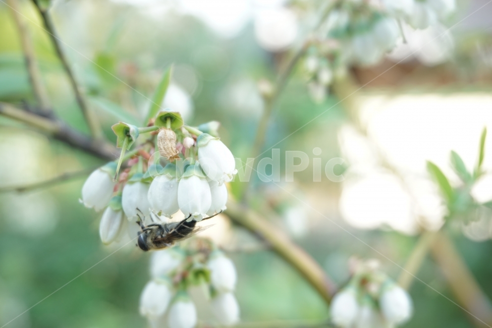 꿀벌,꽃봉우리,블루베리,꽃,자연,곤충,식물,자연,plants,nature,꽃,flower,감성,sensible,feeling
