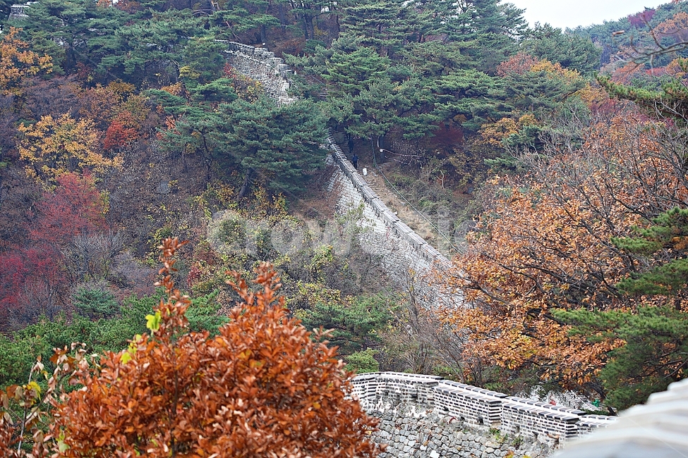 남한산성,성,성곽,단풍,낙엽,길,둘레길,숲,숲길,담,돌담,가을,자연,풍경,벽,울긋불긋,산성,식물,가을,계절,fall,autumn,season
