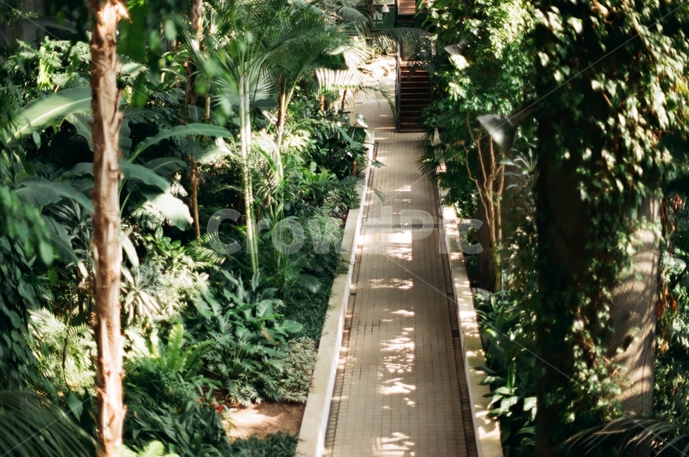 식물원,나무,식물,햇살,green,식물,자연,plants,nature,나무,trees,wood,감성,sensible,feeling,휴식,힐링,rest,relaxation,healing