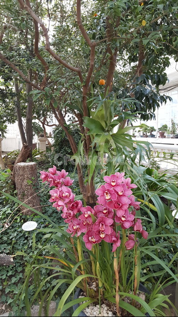 식물,식물원,잎,초록,숲,꽃,분홍색,분홍,분홍꽃,식물,자연,plants,nature,꽃,flower