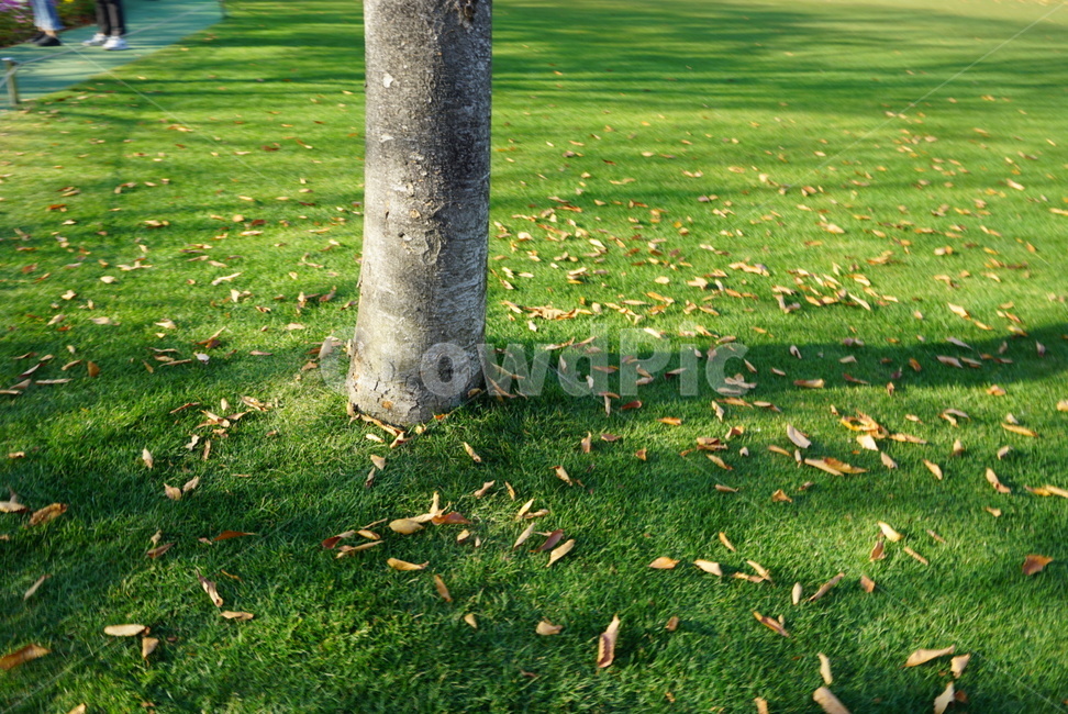 낙엽,나무,tree,plant,잔디,가을,계절,fall,autumn,season,grass,식물