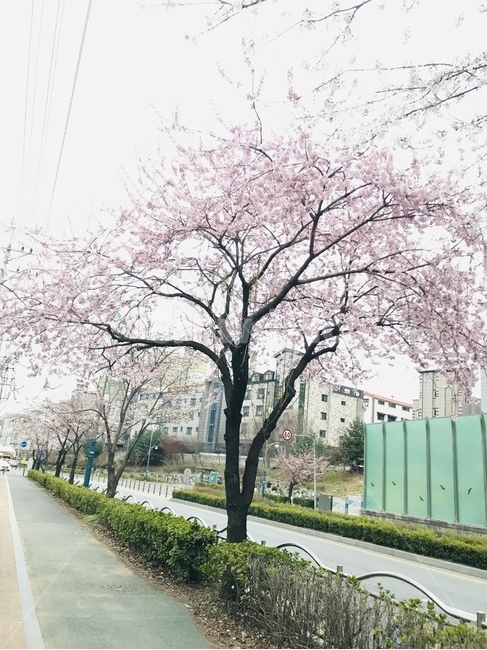 봄,꽃,벚꽃,벚꽃나무,분홍