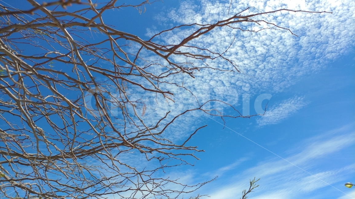 미국,중가주,데쓰벨리가는길,하늘,구름,나무,바람,켈리포니아,bluesky,whitecloud,treebranches,DeathValley,CentralCalifornia,식물,자연,plants,nature