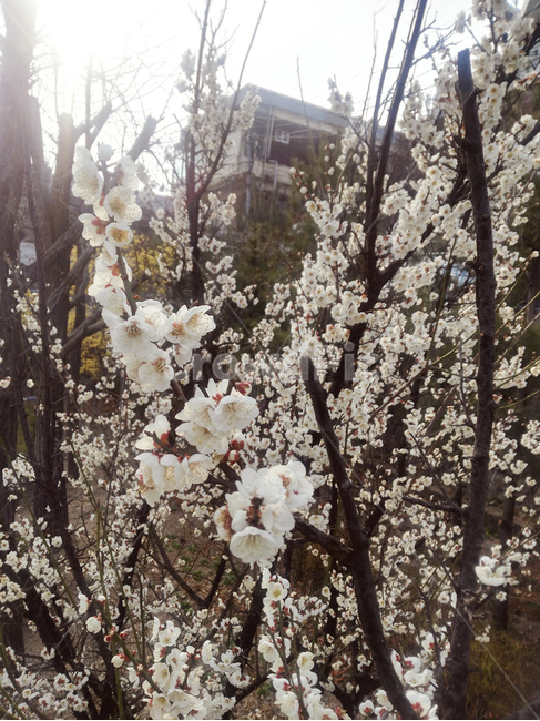 매화,봄꽃,매화꽃,흰꽃,꽃나무,봄,계절,spring,season,식물,자연,plants,nature,꽃,flower,plant,blossom,cherry blossom,벚꽃