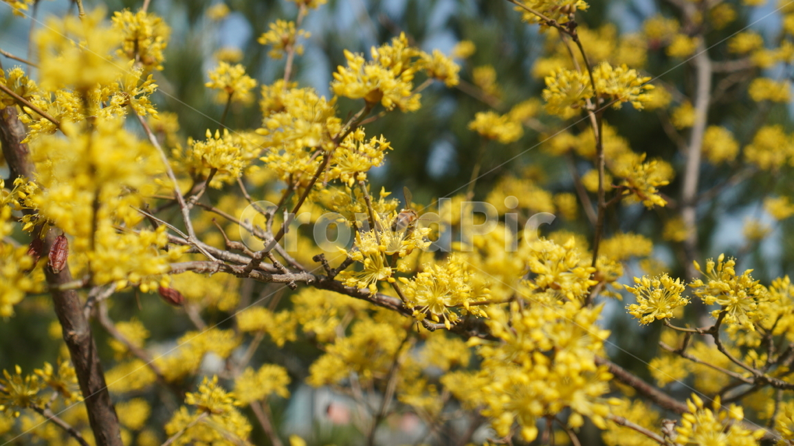 화분,pollen,식물,plant,봄꽃,노란색