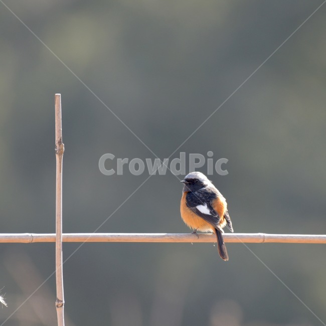 딱새,새,한국의새,귀여운새,귀요미,동물,animal,조류,새,birds