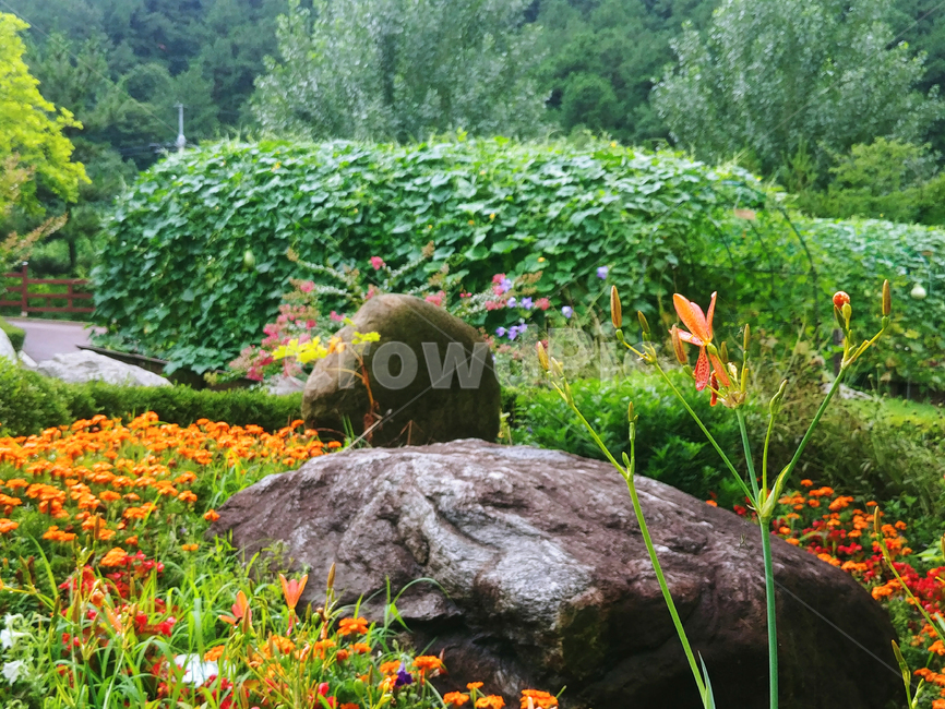 공원,꽃,flower,돌,병목안,park,색,잎,자연,nature,참나리,풀,초록,natural,햇빛,햇살,성장,grow,growth,광합성,노랑,녹색,컬러,leaf,green,yellow,sun,풀잎,colorful,보라,빨강,주황,red,violet,orange