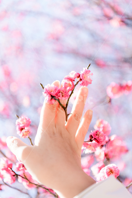 홍매화,봄,붉은꽃,빨강,분홍,매화,봄꽃,꽃나무,봄,계절,spring,season,식물,자연,plants,nature,꽃,flower,사람,인물,인간,human,person,신체일부,몸,body,감성,sensible,feeling,색깔,색상,색채,색감,color sense,color sensitivity,feeling of color,plant,blossom