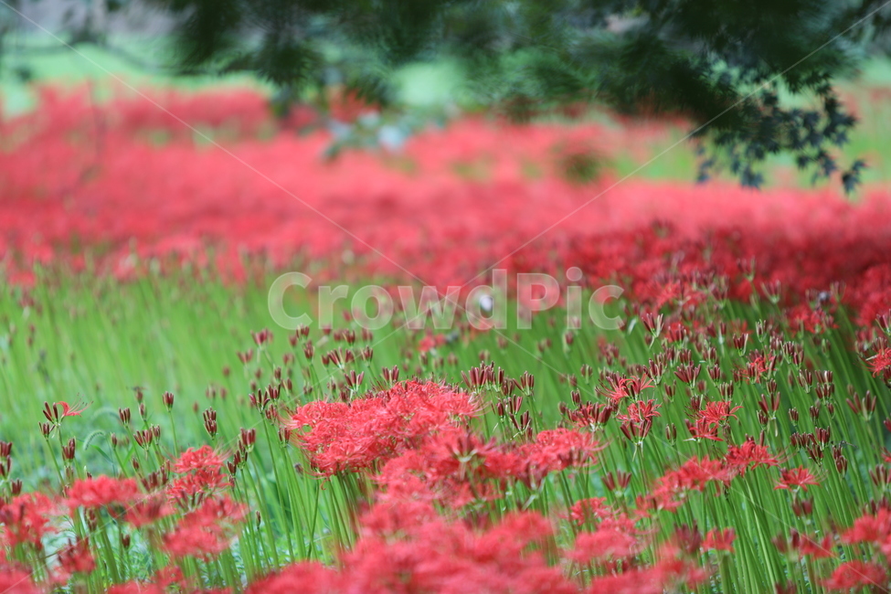 꽃무릇,꽃,식물,자연,석산,식물,자연,plants,nature,꽃,flower