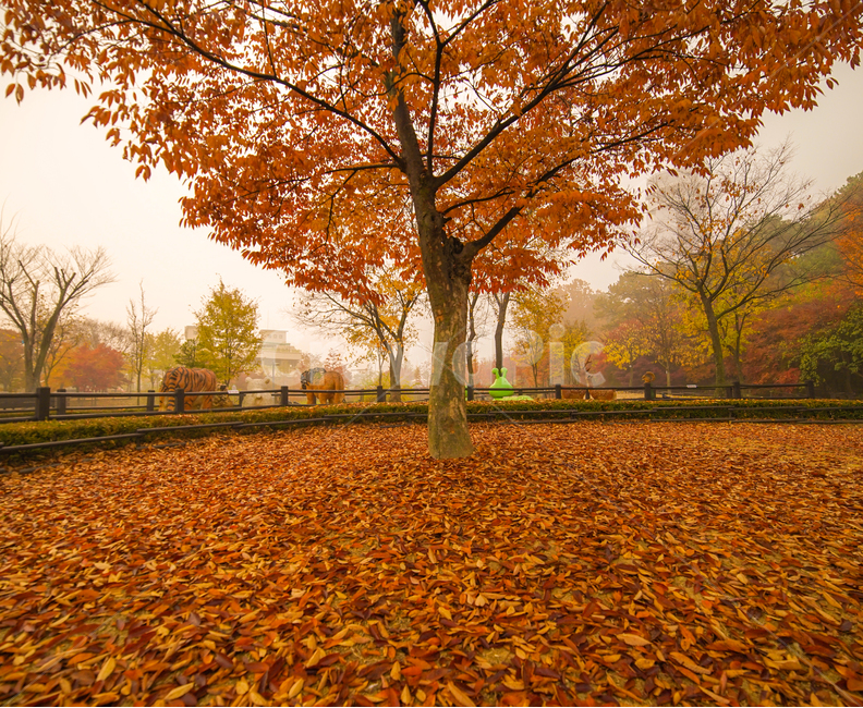 낙엽,단풍,잎,잎새,가을,나무,계절,공원,숲,가을,계절,fall,autumn,season,식물,자연,plants,nature,나무,trees,wood,tree,plant,tree trunk,나무 줄기,leaf