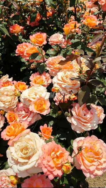 plant,식물,rose,장미,blossom,flower,꽃,장미꽃,주황색,주황색꽃,식물,자연,plants,nature,꽃,flower