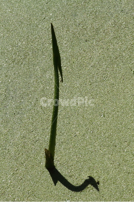 연,연잎,줄기,새순,lotus,식물,자연,plants,nature