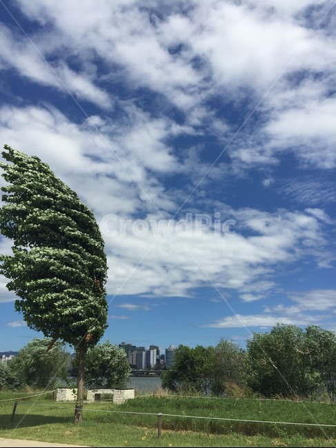 국내,여의도,바람,나무,서울,도시,풍경,city,landscape,식물,자연,plants,nature,나무,trees,wood,tree,plant