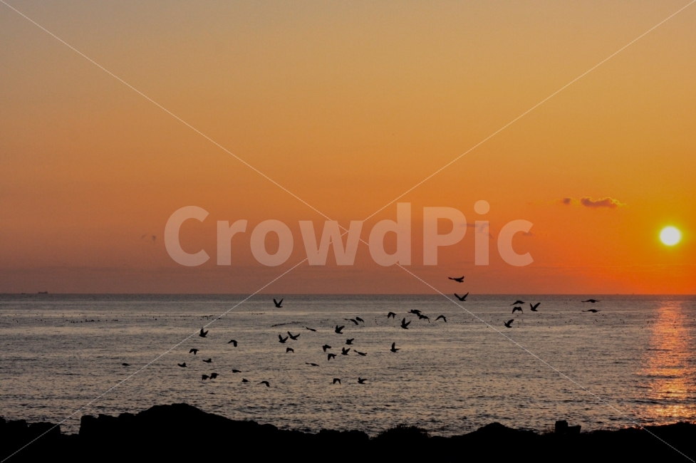 일출,철새,태양,바다,가을,그리움,자연,풍경,nature,landscape,동물,animal,조류,새,birds,실루엣,그림자,silhouette,shadow