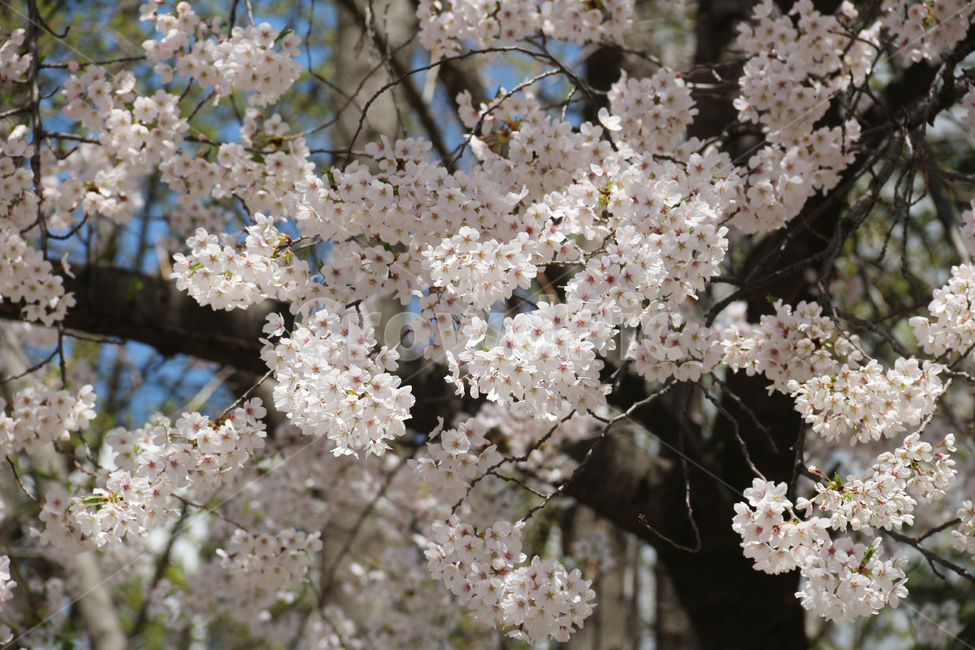 사쿠라,cherryblossom,봄,꽃,봄꽃,벚꽃