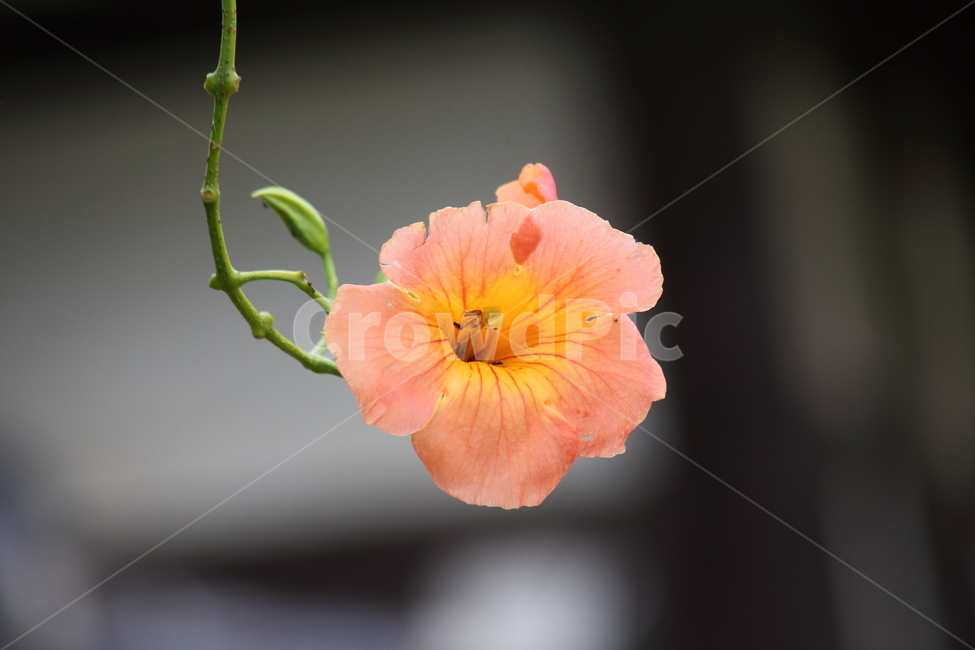 능소화,금등화,꽃,여름,chinesetrumpetcreeper