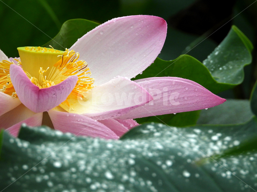 plant,식물,연꽃,연잎,물방울,꽃