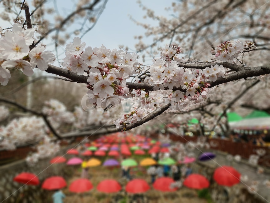 진해,군항제,벚꽃,축제,봄꽃,flower,여좌천,로망스다리,왕벚나무,jinhae,gunhangfestival