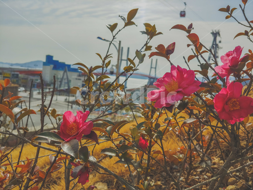 통영,꽃,동백,겨울,flower,식물,자연,plants,nature,꽃,flower