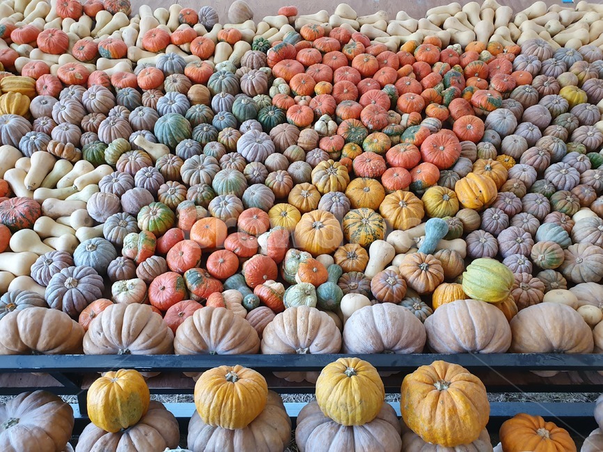 축제장,호박,식물,맷돌호박,pumpkin,과일,열매,fruit