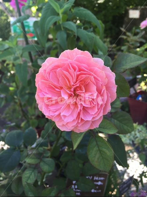 flower,pink,beautiful,꽃,핑크,예쁜,식물,자연,plants,nature,꽃,flower