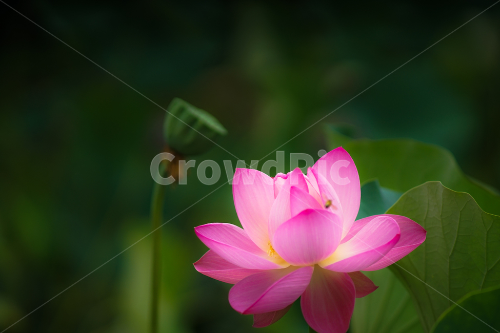 연,꽃,연꽃,연잎,수생,식물,호수,공원,식물,자연,plants,nature,꽃,flower