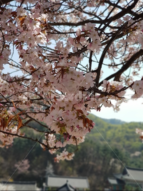 벚꽃,cherryblossom,봄,spring,데이트,힐링