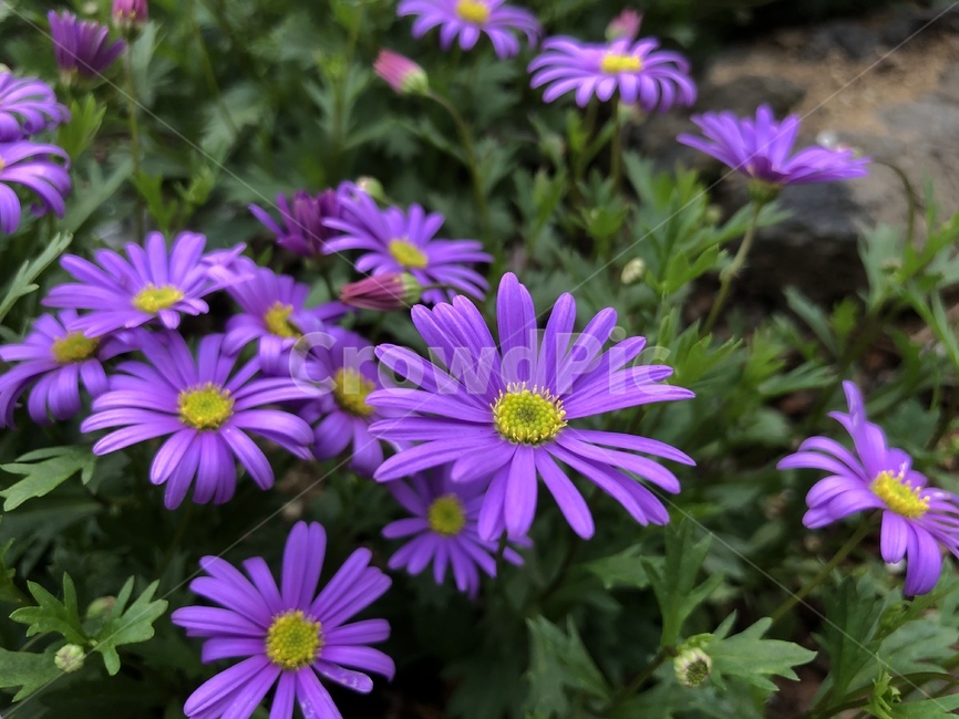 꽃,식물,봄꽃,블루데이지,보라색,자주색,식물,자연,plants,nature,꽃,flower