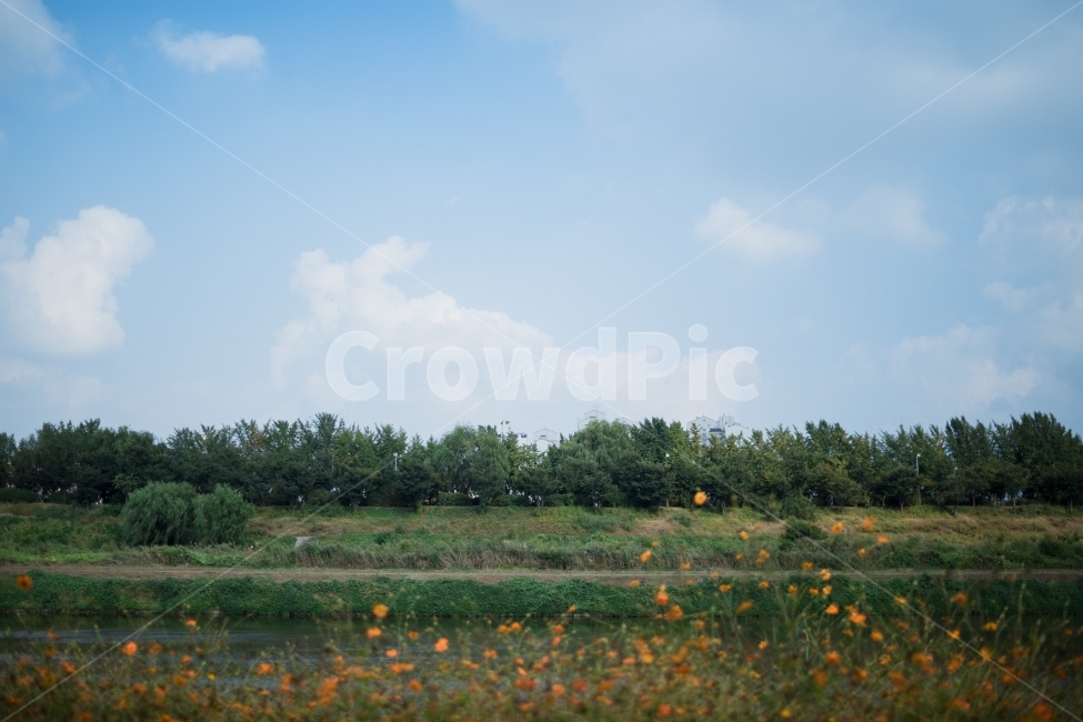 안양천,풍경,풍경사진,하늘,구름,꽃,가을,코스모스,자연,풍경,nature,landscape,outdoors,옥외,grassland,목초지,field,들,farm,농장,rural,농촌,meadow