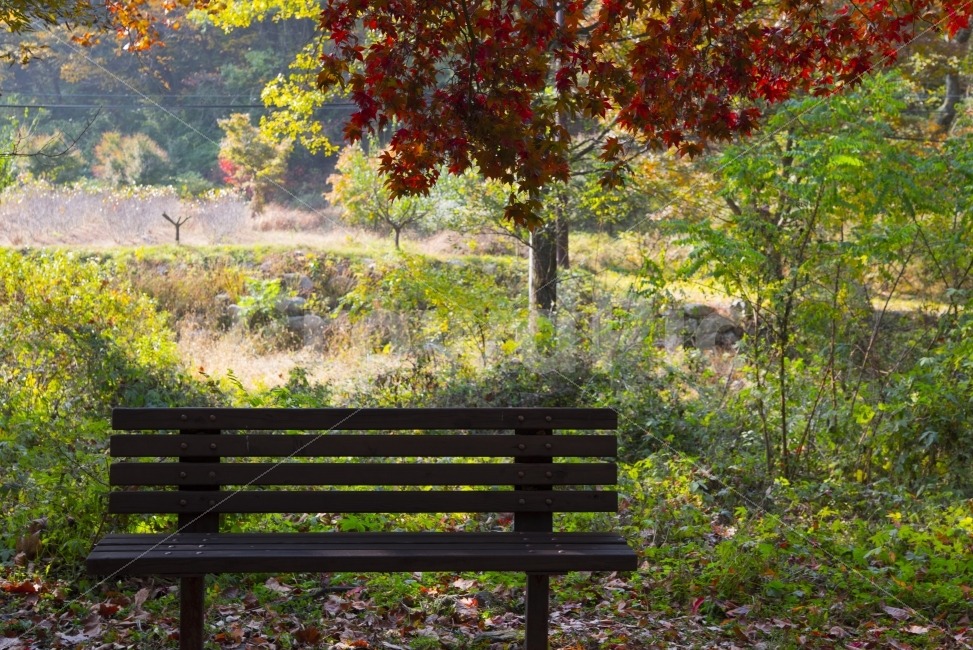 단풍,낙엽,가을,쓸쓸,의자,가을,계절,fall,autumn,season,bench,벤치,furniture,가구