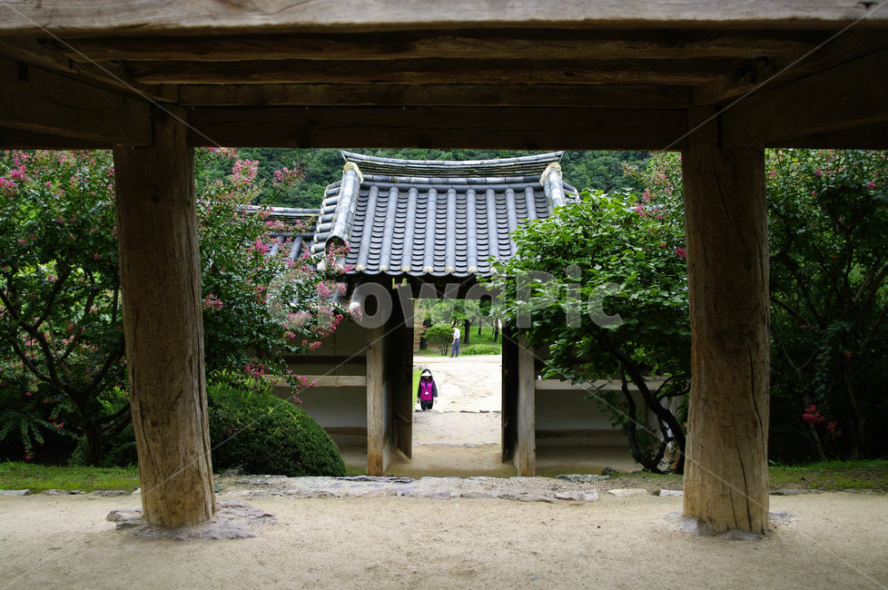 한옥,전통가옥,기와지붕,건축,traditional,배롱나무,식물,plant,꽃,flower,한국전통,한국문화,korean traditional,korean culture,건축물,건물외관,exterior,building,structure,architecture,construction