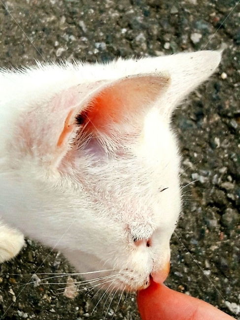 반려고양이,가까이,상처,동물,고양이,동물,animal,포유류,mammal,고양이,cat,kitten,kitty