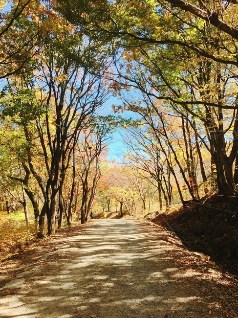 숲,길,자연,힐링,나무