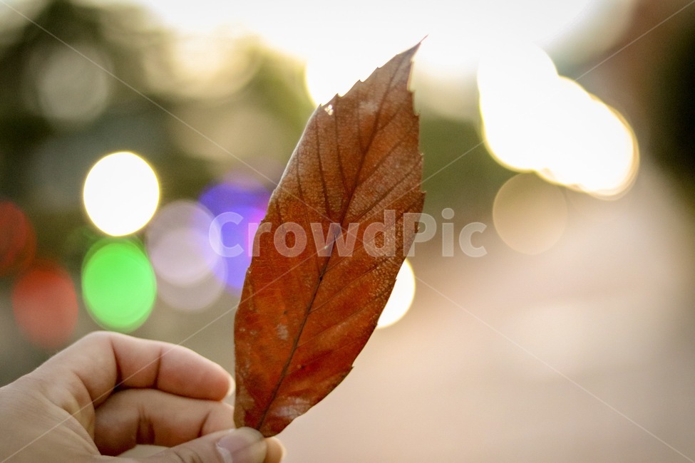 낙엽,감성,가을,늦가을,겨울,가을,계절,fall,autumn,season,사람,인물,인간,human,person,신체일부,몸,body,veins,정맥