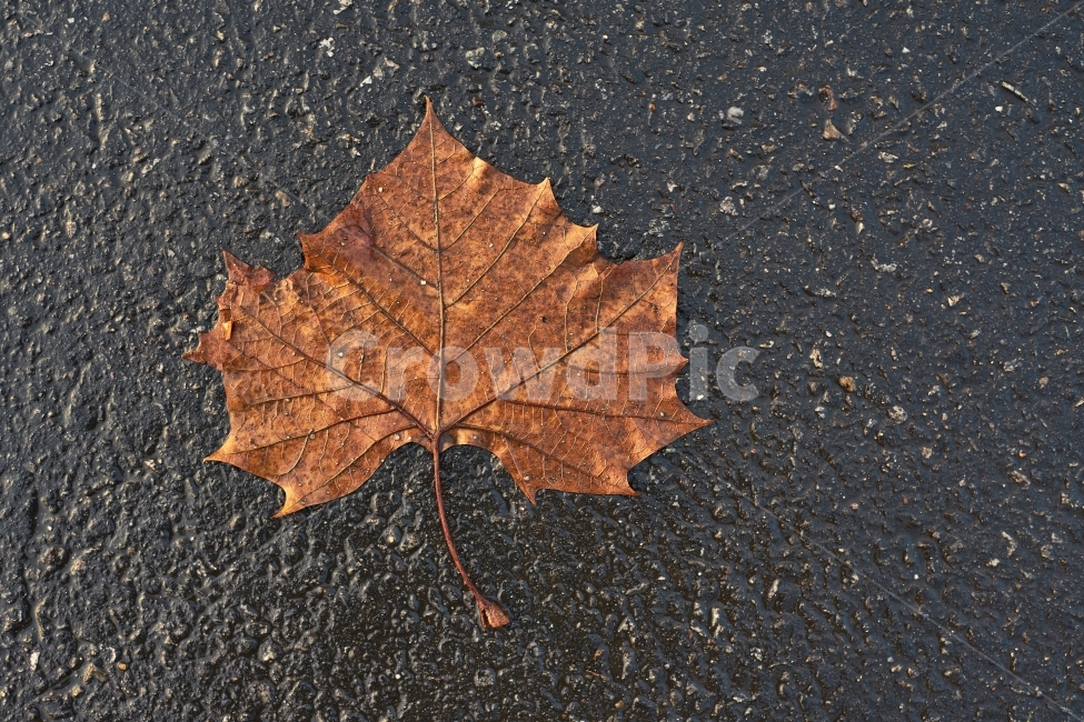 낙엽,비,아스팔트,나뭇잎,도로,가을,계절,fall,autumn,season,식물,자연,plants,nature,leaf,잎,plant,tree,나무