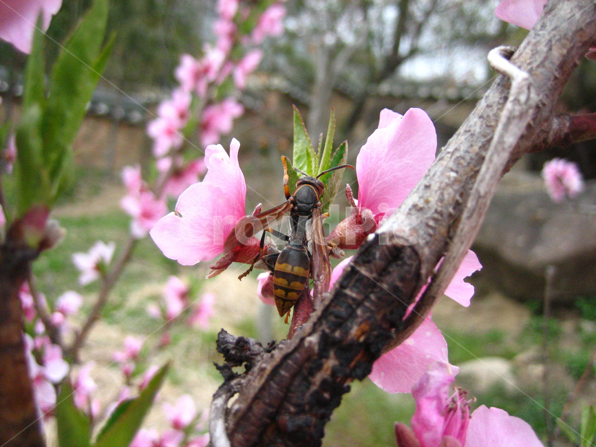 말벌,곤충,여름,벌,쌍살벌,야생곤충,자연,곤충,벌레,insect,bug