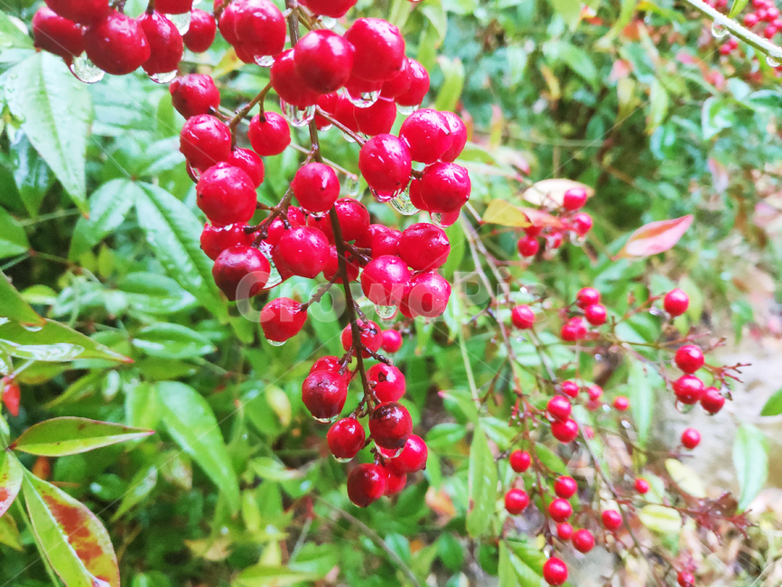 열매,fruit,plant,식물,자연,nature,나무,tree,빨강,red,과일,열매,fruit