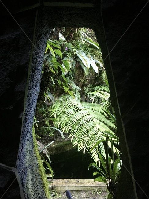 plant,식물,야외,풍경,자연