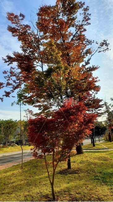 단풍,나무,식물,잔디,가을,가을,계절,fall,autumn,season,plant,tree,ornament,장식,christmas tree,크리스마스 트리,maple,leaf,잎