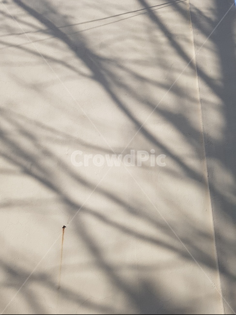 벽,그림자,명암,나뭇가지,실루엣,silhouette,shodow,contrast,wall,bw,실루엣,그림자,silhouette,shadow