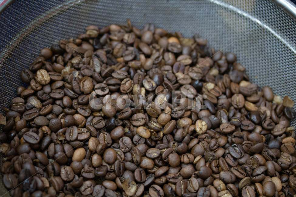 커피콩,원두,커피용구,음료수,화분,커피원두,bean,food,plant,커피,카페,coffee,cafe