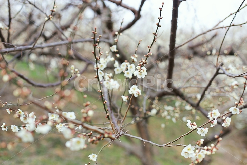 매화,매화꽃,하동,봄,매화축제,봄,계절,spring,season,식물,자연,plants,nature,꽃,flower,plant,blossom,cherry blossom,벚꽃