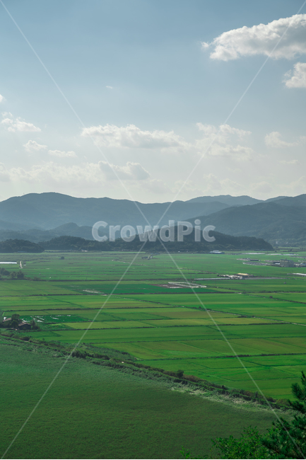 풍경,자연,순천만,논,구름,하늘,자연,풍경,nature,landscape,outdoors,옥외,field,들,grassland,목초지