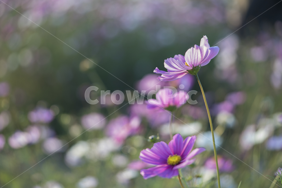 꽃,가을,계절,생명,생물,플라워,flower,코스모스,plant,식물,가을,계절,fall,autumn,season,식물,자연,plants,nature,꽃,flower