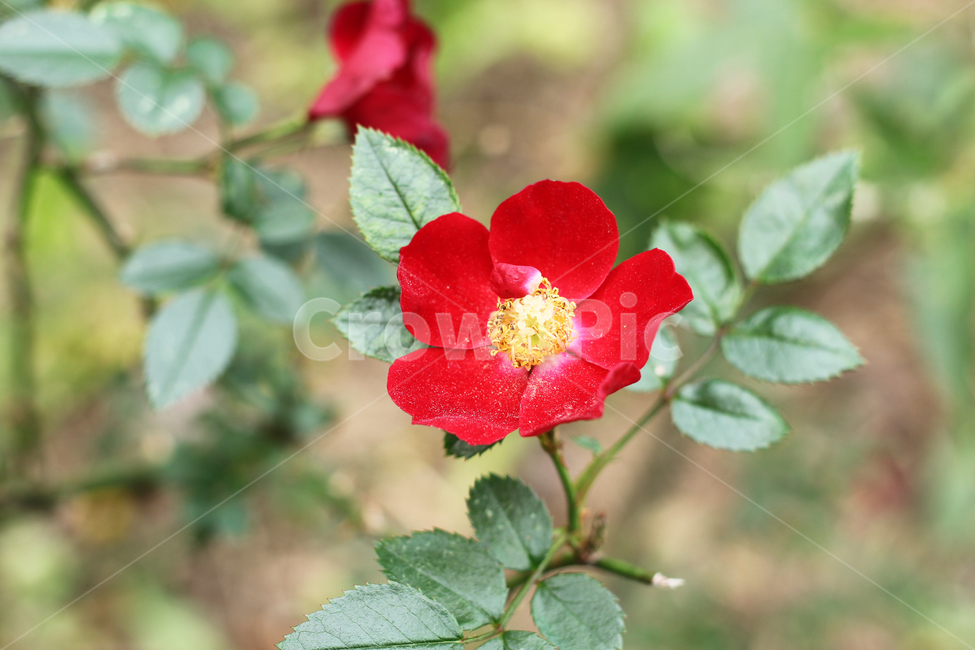 꽃,겨울꽃,식물,blossom,flower,식물,자연,plants,nature,꽃,flower