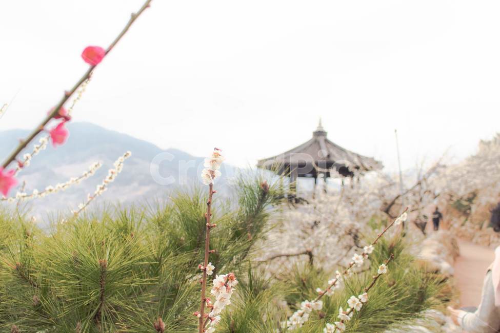 매화,꽃,봄,한국,감성,따뜻한,flower,spring,korea,warm,nature,한국문화,koreanculture,자연,outdoors,옥외,한국전통,koreantraditon,plant,식물,소나무,pinetree,한국적
