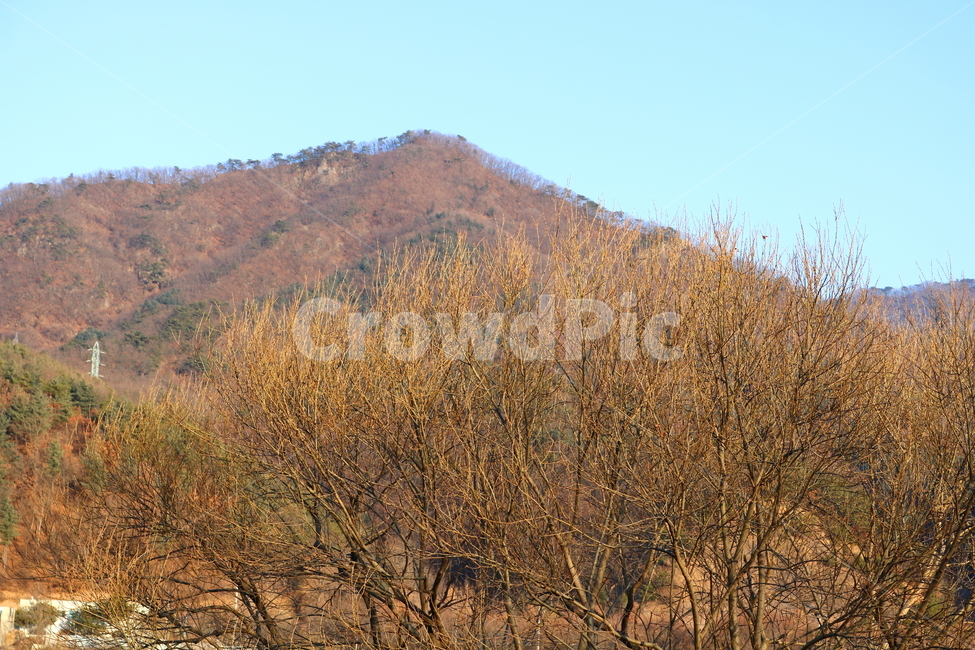 자연,풍경,겨울,나무,산,가평,경기도,나뭇가지,자연,풍경,nature,landscape,outdoors,옥외