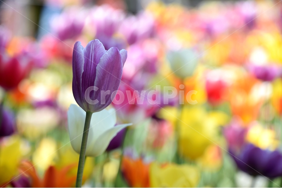 튤립,튤립꽃,튜우립,봄꽃,자연,봄,계절,spring,season,식물,자연,plants,nature,꽃,flower,plant